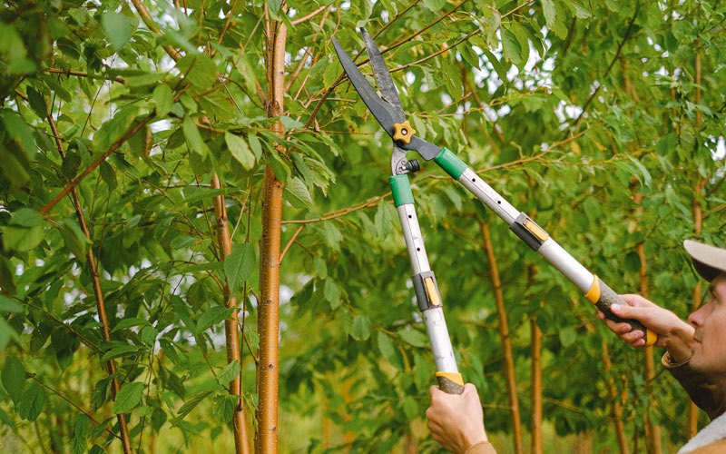 Tree trimming in Arnoldsburg, WV