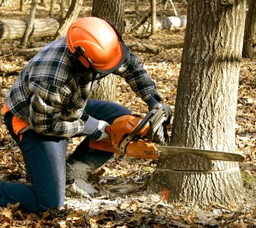 Tree Removal in Arnoldsburg, WV
